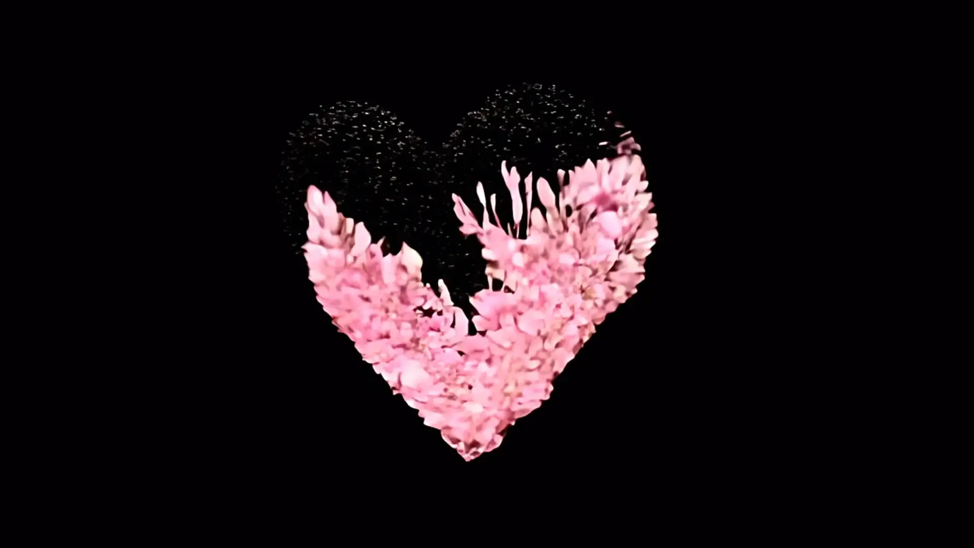 Flower Heart Particle Explosion Overlay for Valentines Day Videos